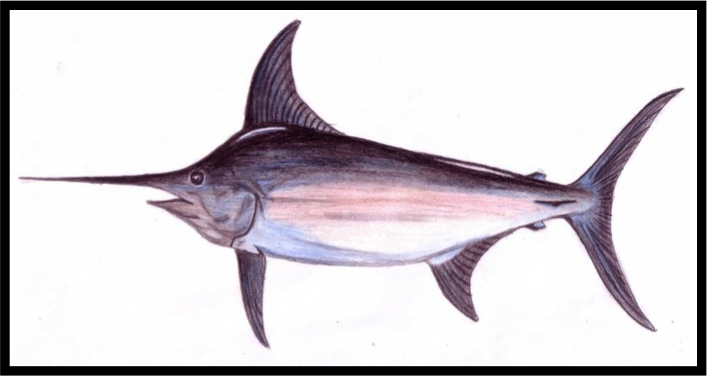 good smile swordfish